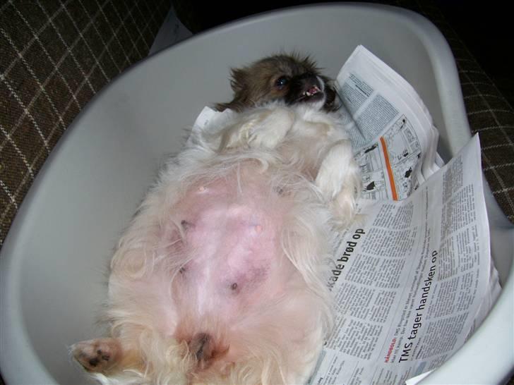 Tibetansk spaniel No-Ma (Sommerlyst) - Lige før hun føder billede 7