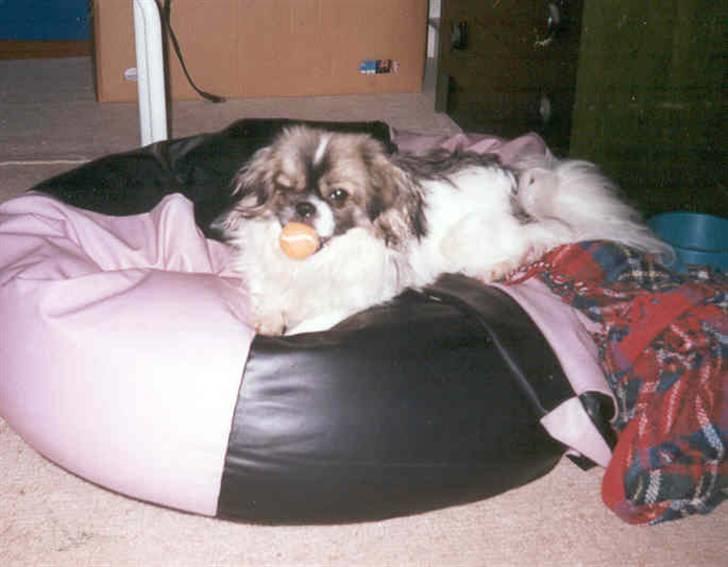 Tibetansk spaniel No-Ma (Sommerlyst) billede 8