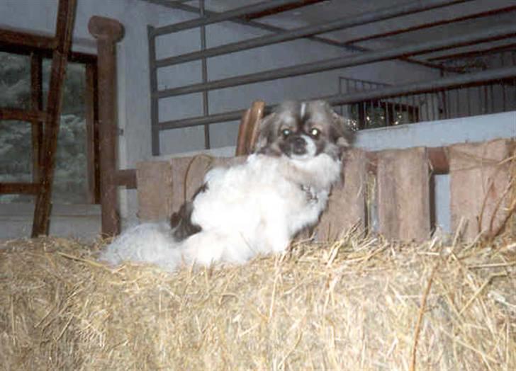 Tibetansk spaniel No-Ma (Sommerlyst) billede 9