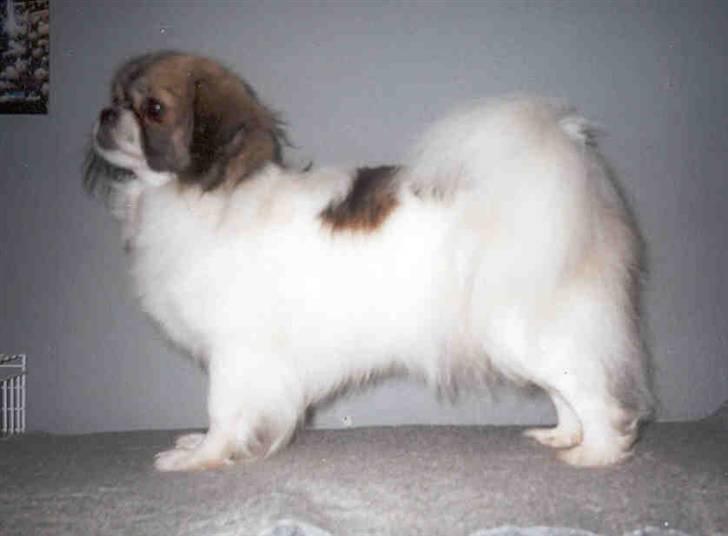 Tibetansk spaniel No-Ma (Sommerlyst) billede 10