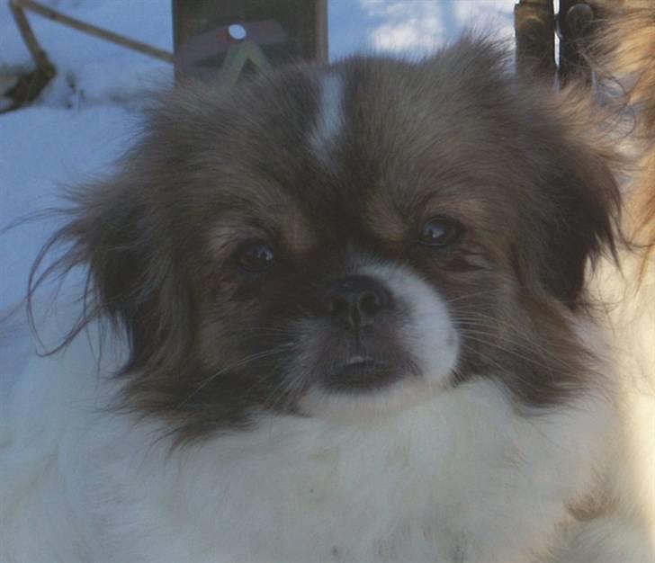 Tibetansk spaniel No-Ma (Sommerlyst) billede 11