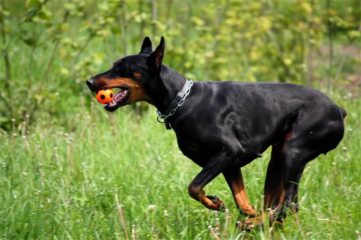 Dobermann Nita di altobello <3 billede 18