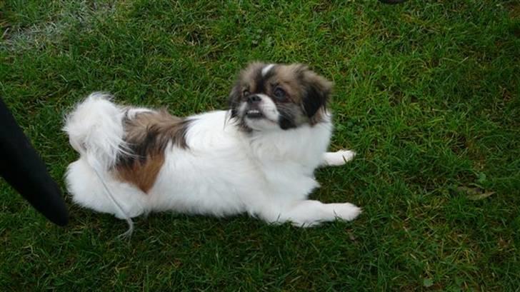 Tibetansk spaniel No-Ma (Sommerlyst) billede 12