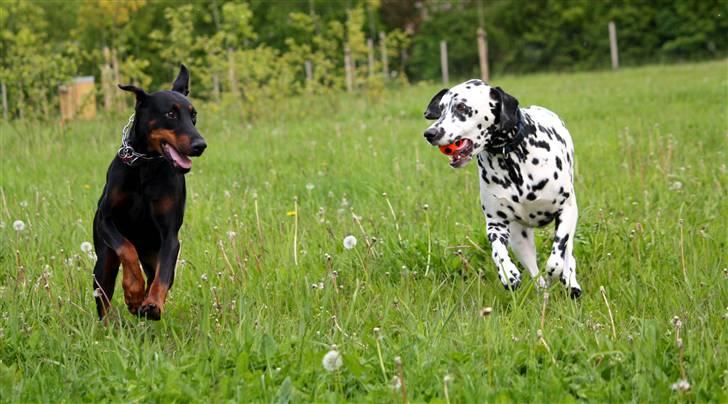 Dobermann Nita di altobello <3 billede 19