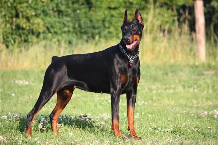 Dobermann Nita di altobello <3 billede 20