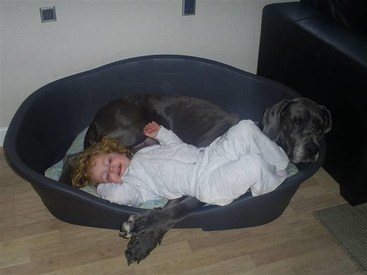 Grand danois Chivas - Chivas med sin bedste ven Sophie billede 13