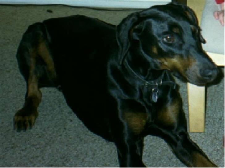 Dobermann Pretty *R.I.P* - velkommen til pretty profil<3 billede 1