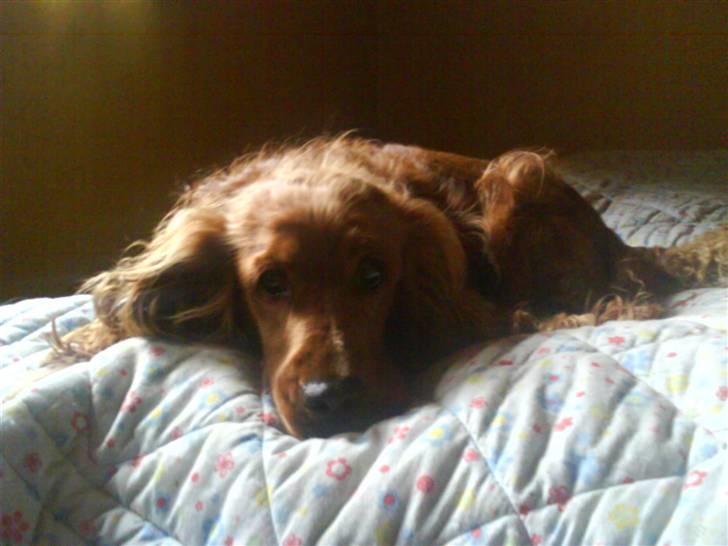 Cocker spaniel Magnus  billede 8