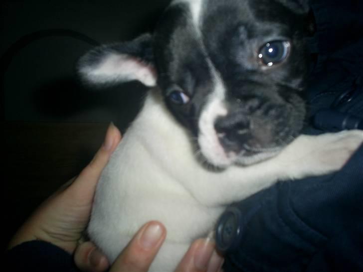 Fransk bulldog Bandi billede 10