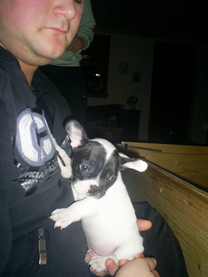 Fransk bulldog Bandi billede 11