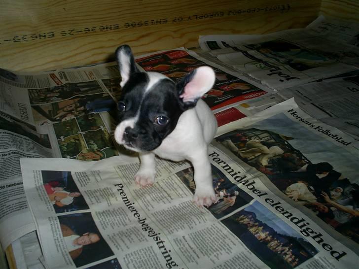 Fransk bulldog Bandi billede 12