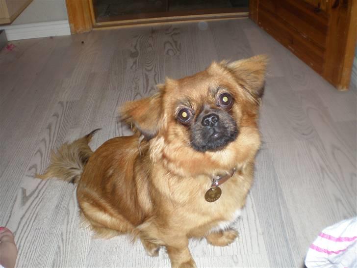 Tibetansk spaniel Bubi billede 1