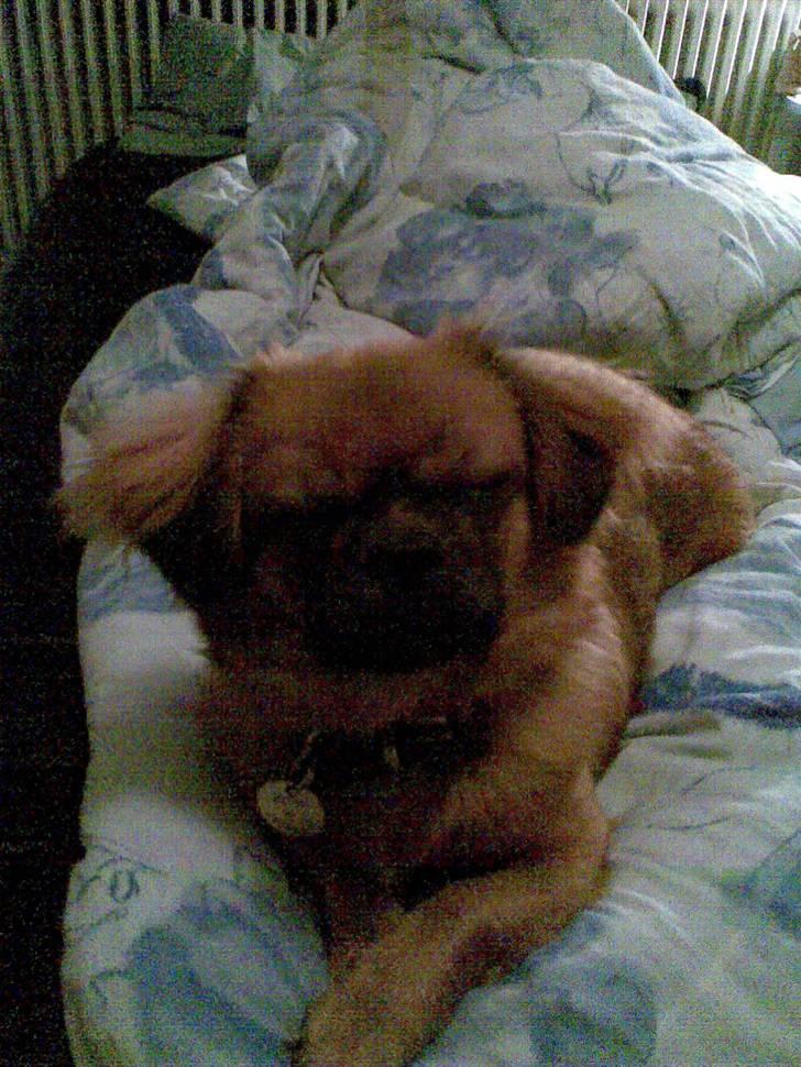 Tibetansk spaniel Bubi billede 2