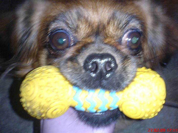 Tibetansk spaniel Bubi billede 3