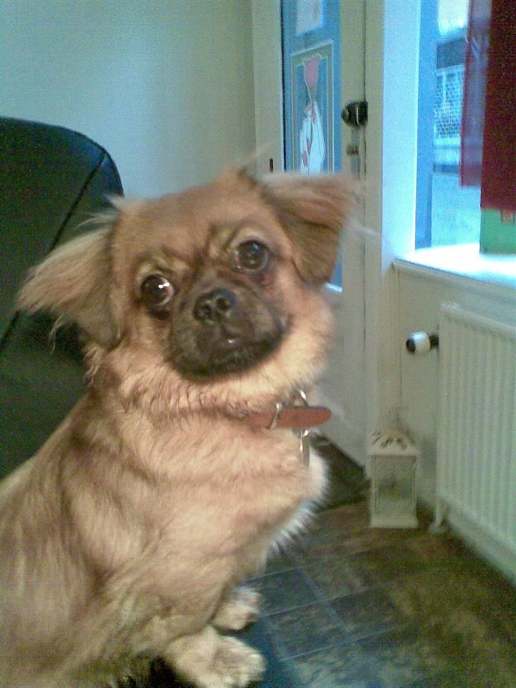 Tibetansk spaniel Bubi billede 4