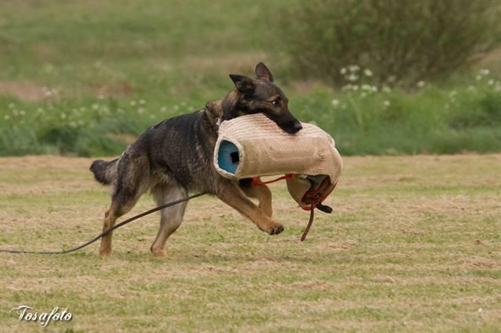 Schæferhund Glarbo Boogie billede 15