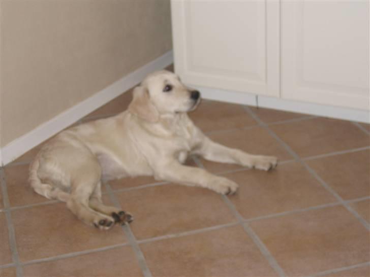 Golden retriever Gaia - gulvet er dejligt koldt nør man lige har været ude og lege billede 2
