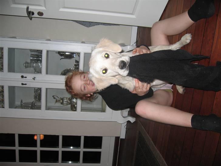 Golden retriever Gaia - det er så sjovt at lege med Laura billede 3