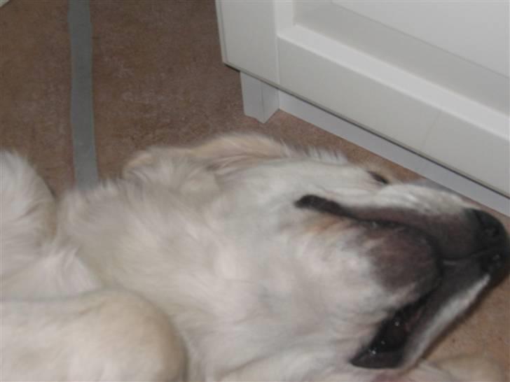 Golden retriever Gaia - det er lige der det kløre billede 4