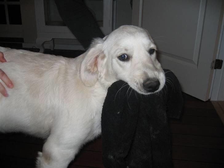 Golden retriever Gaia - nu fik jeg mit høndklæde billede 5