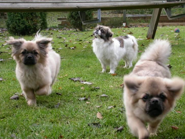 Tibetansk spaniel Desse (Sommerlyst) - Desse og hans bror Chang som hvalpe billede 7