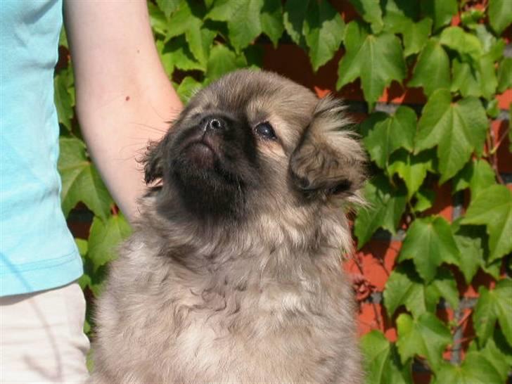 Tibetansk spaniel Desse (Sommerlyst) - Dem dag vi hentede ham billede 8