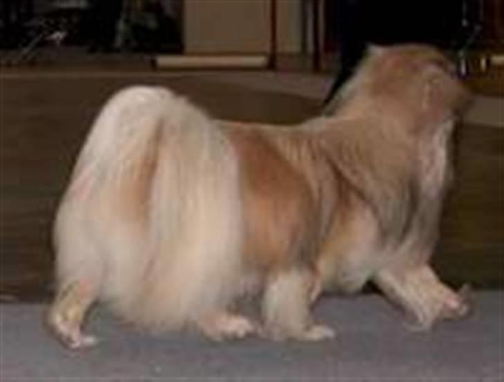 Tibetansk spaniel Desse (Sommerlyst) - Fra udstilling. Bare ærgerligt han vender hovedet væk billede 9