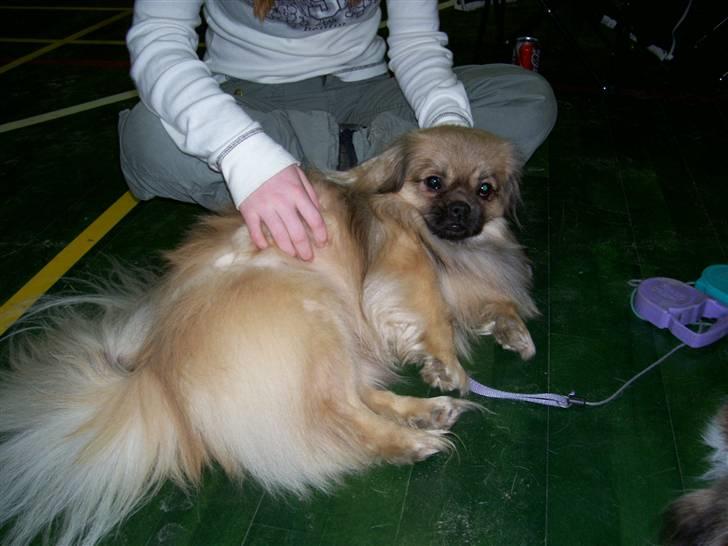 Tibetansk spaniel Desse (Sommerlyst) - Jubii! Der var et par hænder billede 10