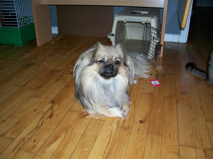 Tibetansk spaniel Desse (Sommerlyst) - Jeg tager lige en slapper billede 11