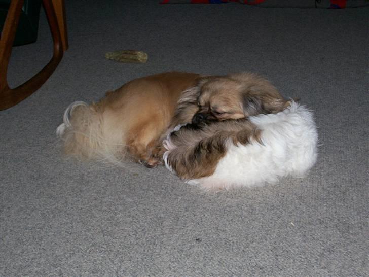 Tibetansk spaniel Desse (Sommerlyst) - Rart med en hovedpude billede 12