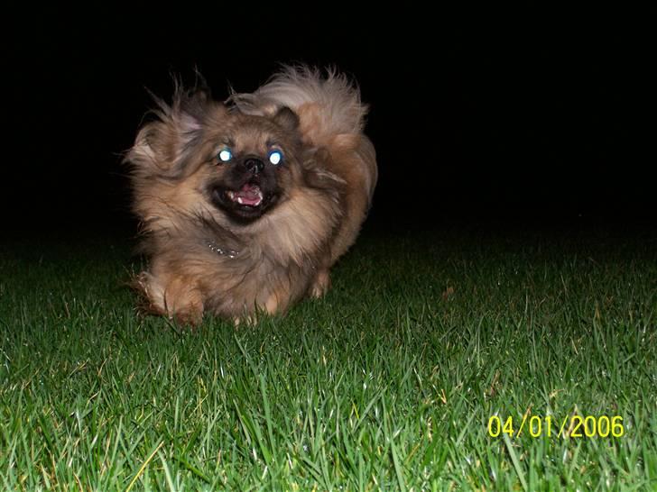 Tibetansk spaniel Desse (Sommerlyst) - Fuld drøn på drengen og al pelsen flyver billede 13