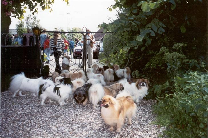 Tibetansk spaniel Nyima's Shan R*I*P - Fra et tibbetræf. Det er Shan dr står op af lågen billede 9