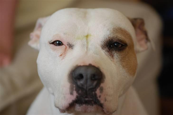 Amerikansk staffordshire terrier Two-Face - Hvaaaad?!? billede 3