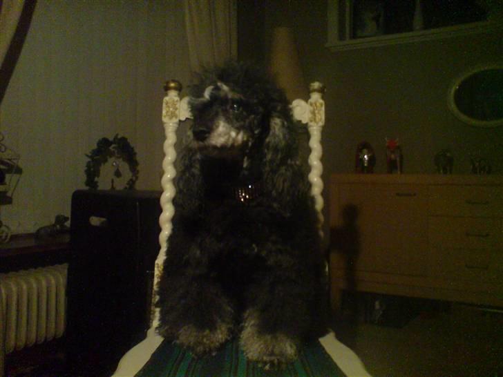Pudelpointer vinnie - Er jeg ikke bare en smuk hund billede 1