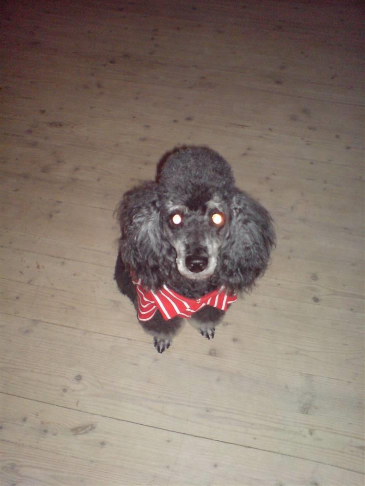 Pudelpointer vinnie - Her har jeg min nye trøje på  billede 3