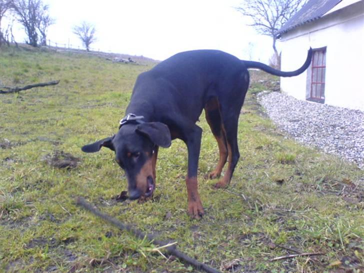 Dobermann Sille R.I.P  22-07-2008 billede 10