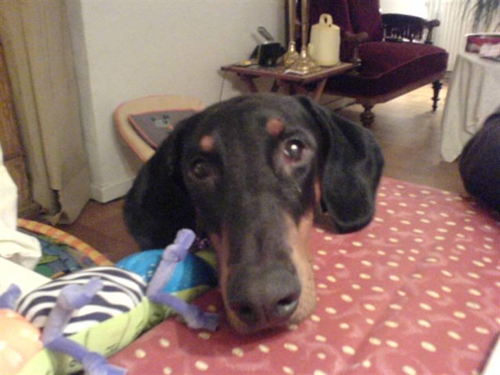 Dobermann Sille R.I.P  22-07-2008 billede 11