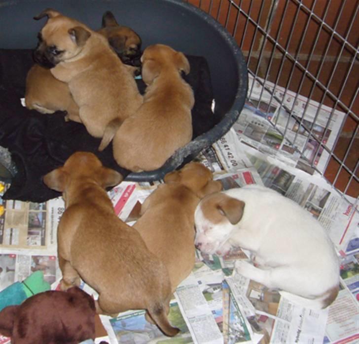 Blanding af racer Bella *FranskbullTerrier* - Her er jeg med mine søskende, det er mig i kurven som sidder ovenpå min søster :o) billede 10