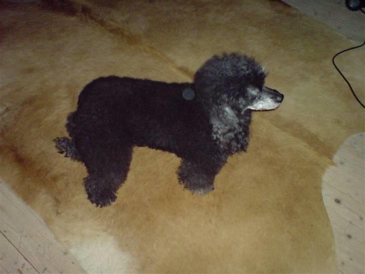 Pudelpointer vinnie billede 5