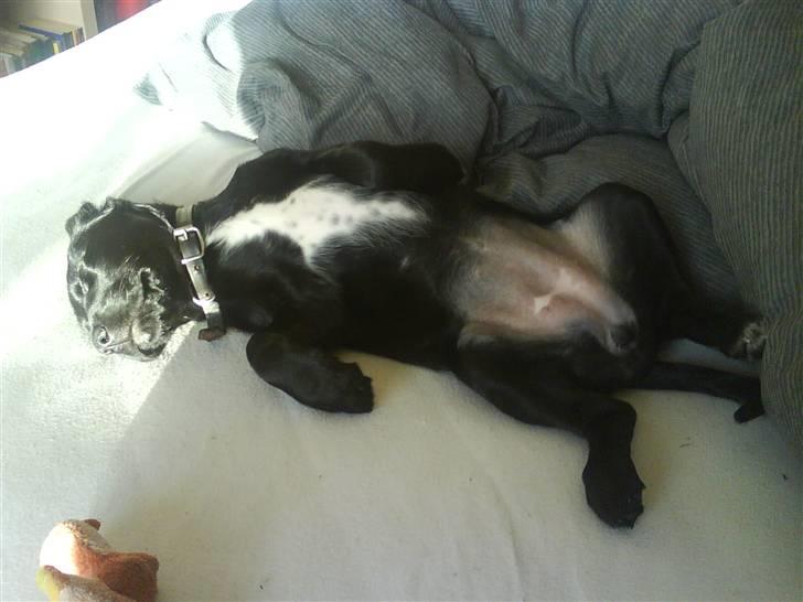 Blanding af racer Zita - endnu en lur i mors seng billede 1