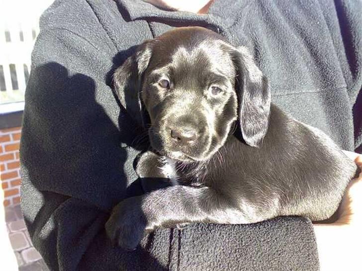 Blanding af racer Zita - et af de første billeder af Zita billede 2