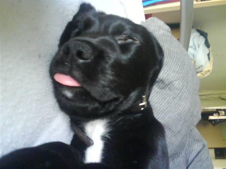 Blanding af racer Zita - sover i mors seng billede 3