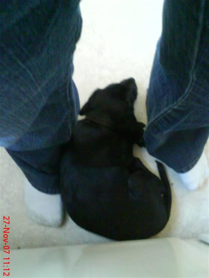 Blanding af racer Zita - skal vide hvor mor er når hun vasker op billede 4