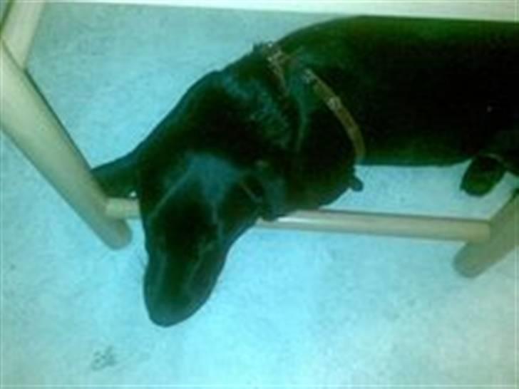 Blanding af racer Zita - mit hovede er tungt billede 5