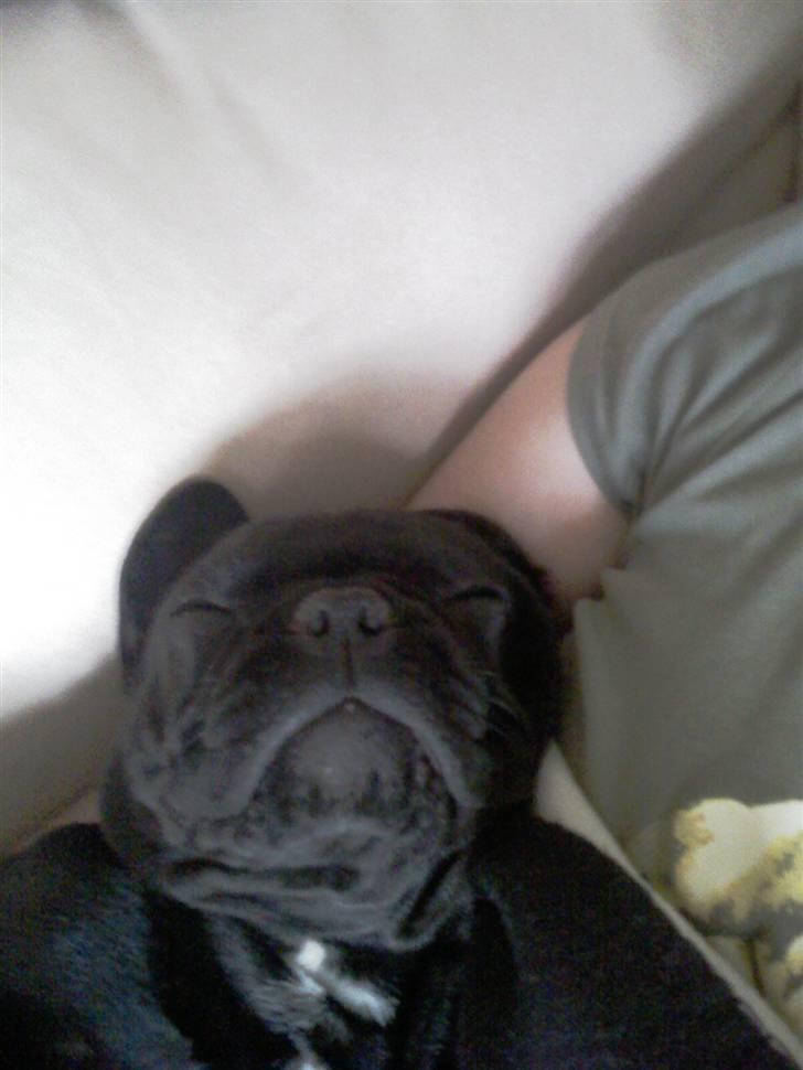 Fransk bulldog Rocko billede 3