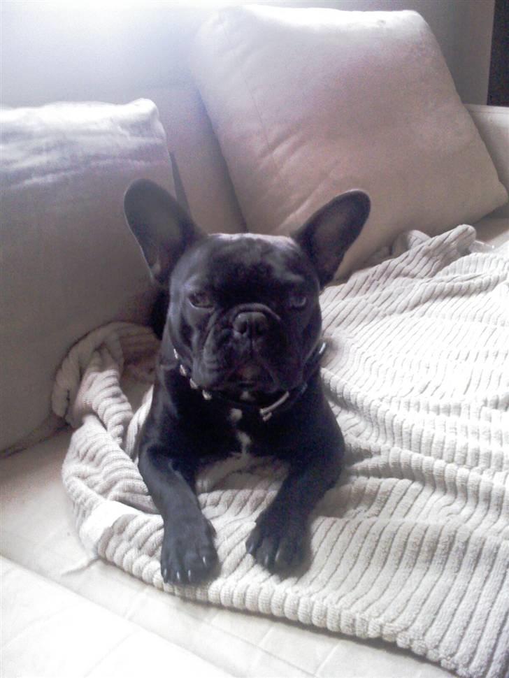 Fransk bulldog Rocko billede 4