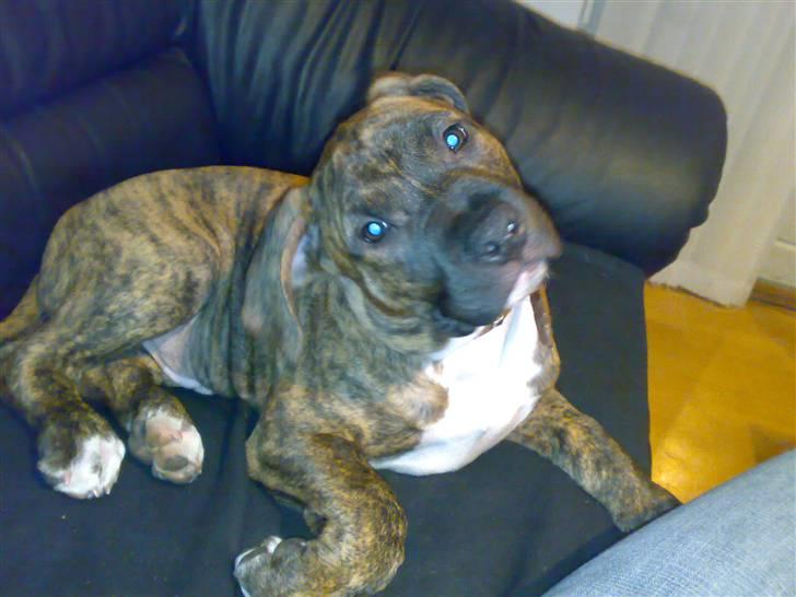 Amerikansk staffordshire terrier Amstaf  -- "BASSE" 26,07, billede 4