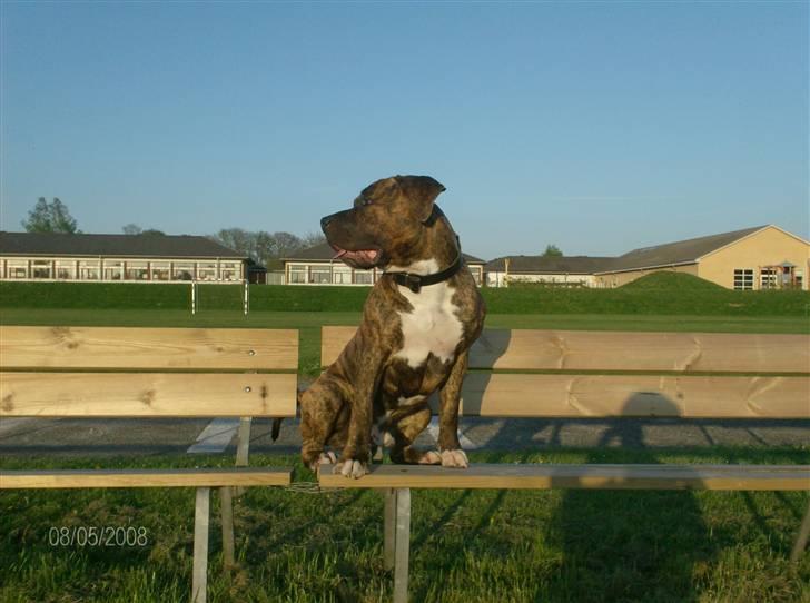 Amerikansk staffordshire terrier Amstaf  -- "BASSE" 26,07, billede 10