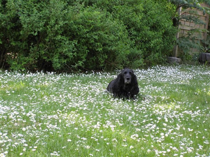 Cocker spaniel Rosie R.I.P 8-10-2008 - Rosie... billede 1