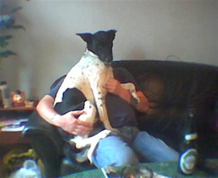 Alaskan husky Prixie TAR IKKE IMOD UDFO - Prixie er næsten lige flyttet ind, hun kom fra Jylland ca,1år her billede 11